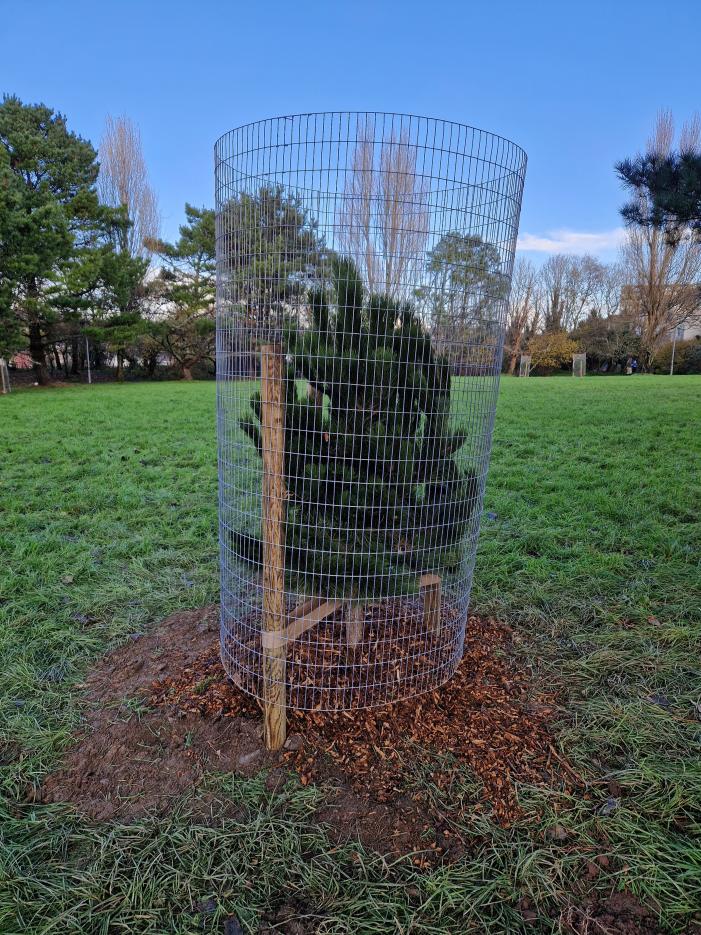 One of the new pines