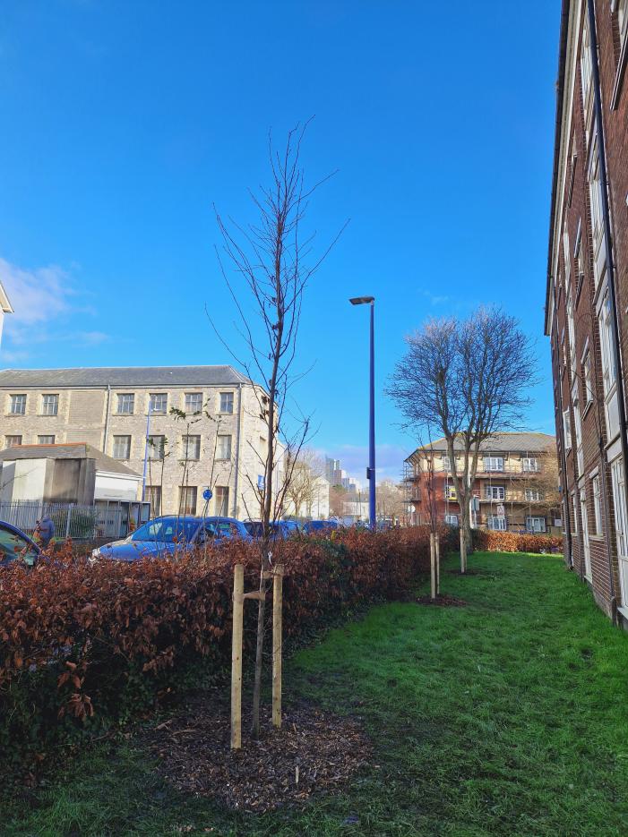 ﻿﻿New fastigiate hornbeam