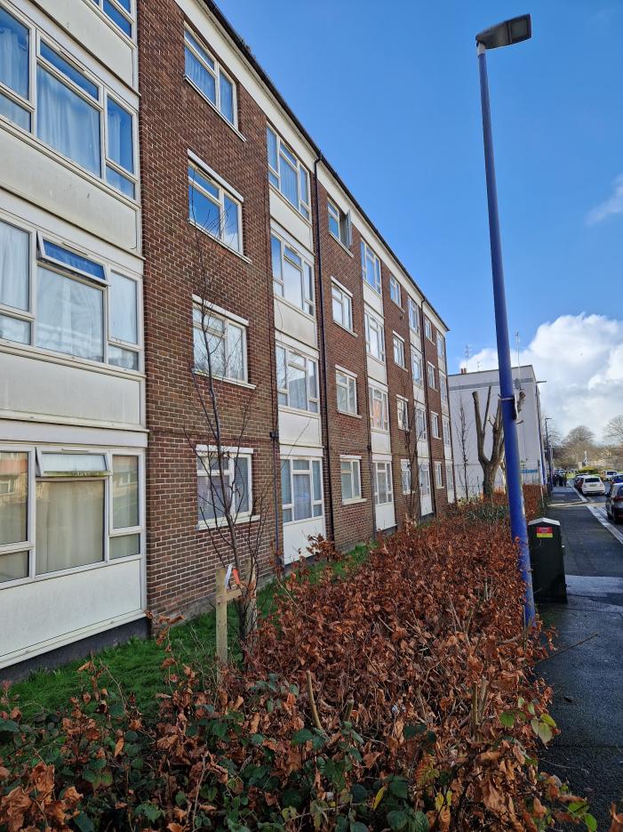 New fastigiate hornbeam