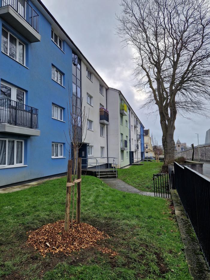 Trees looking lovely