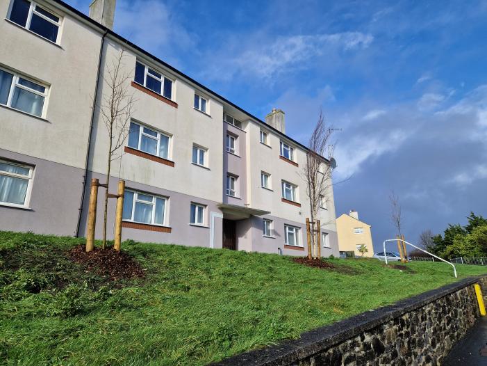 New Birch and Amelanchier