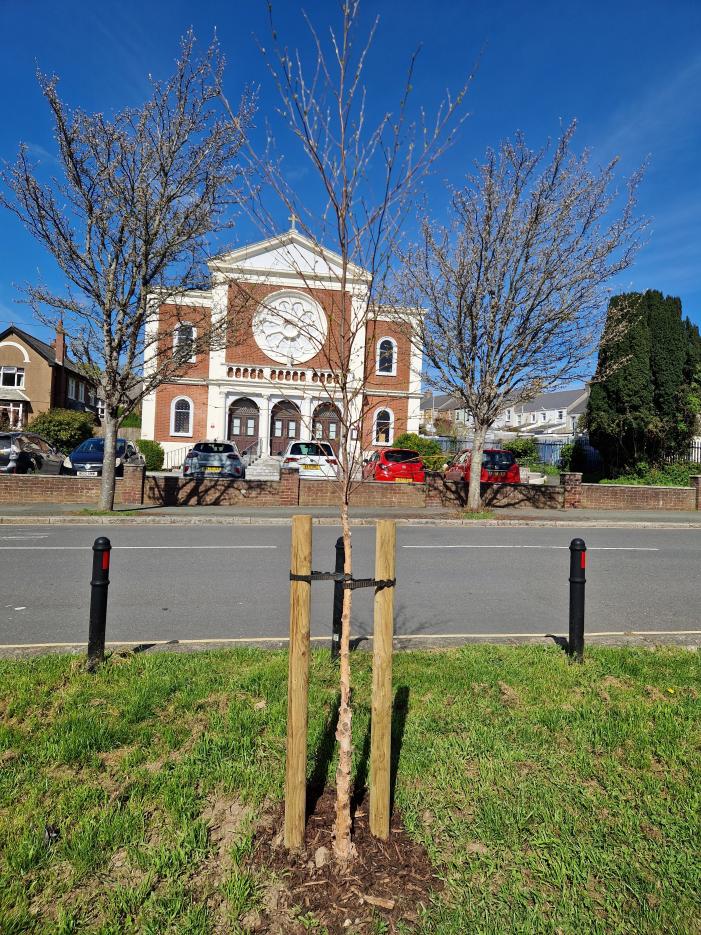 One of the new trees