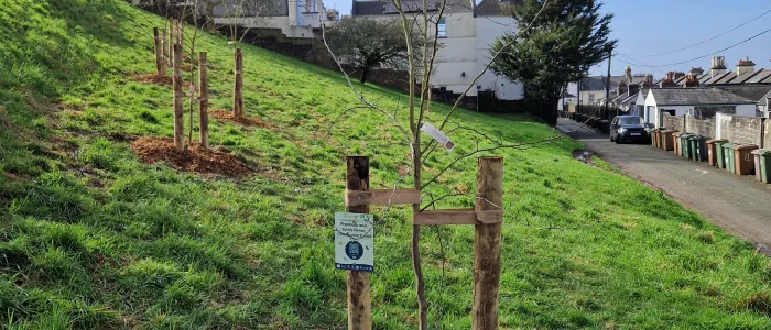 New trees looking great!