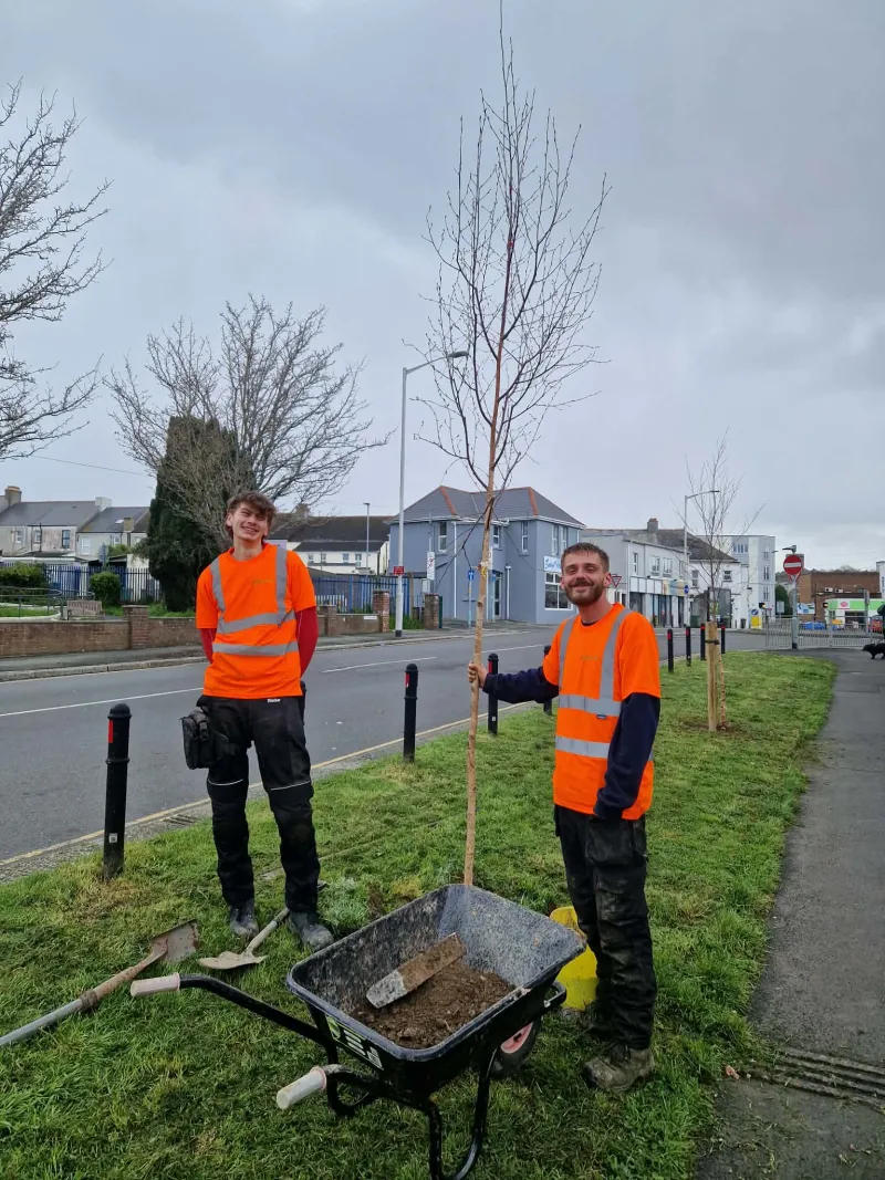 Arborcure were employed to plant the trees