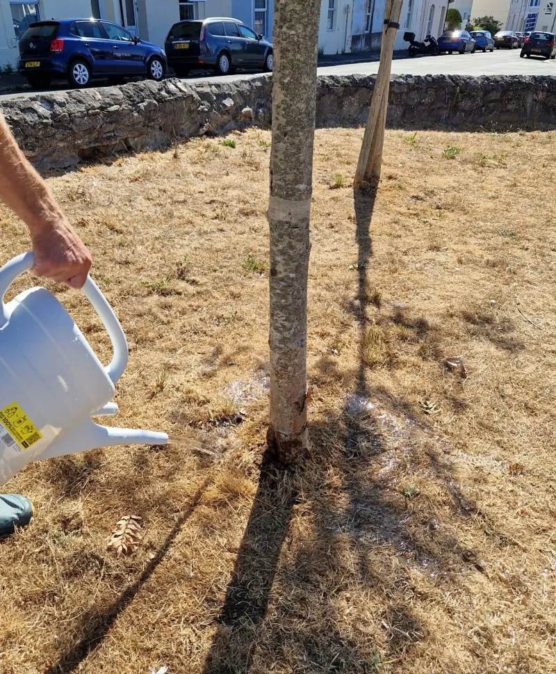 A ten-litre watering can's worth is enough every couple of days for a young tree