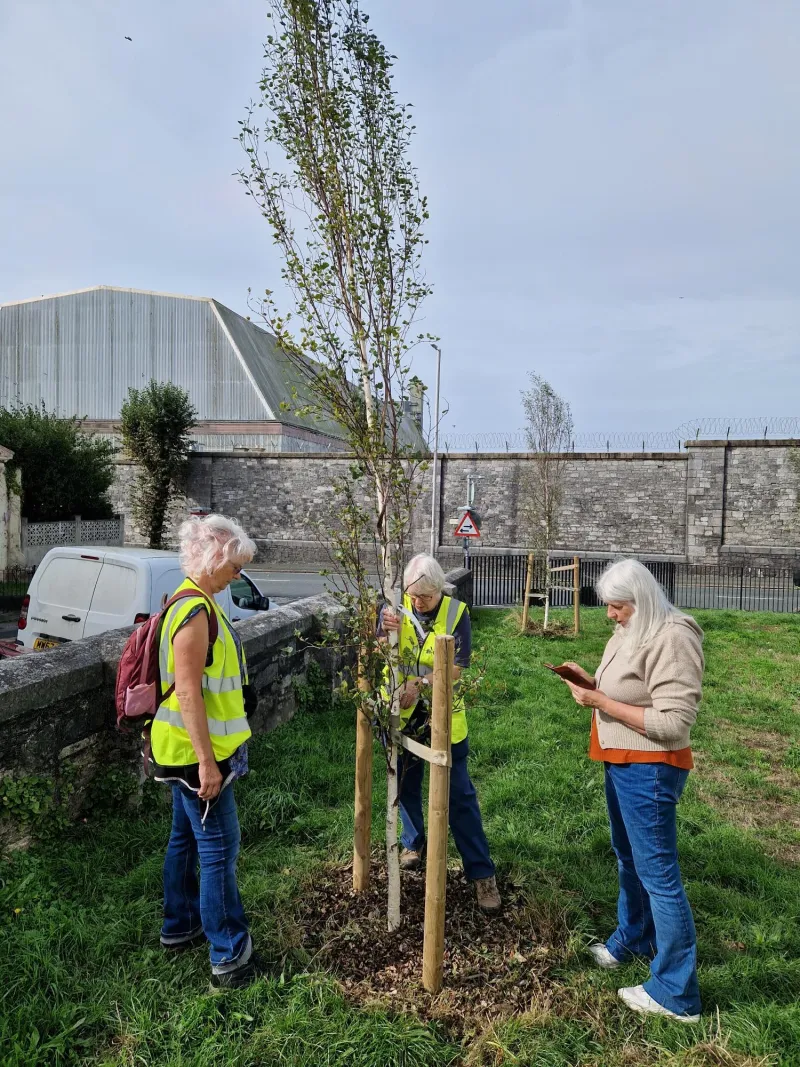 Lynne, Carole and Jean surving a tree